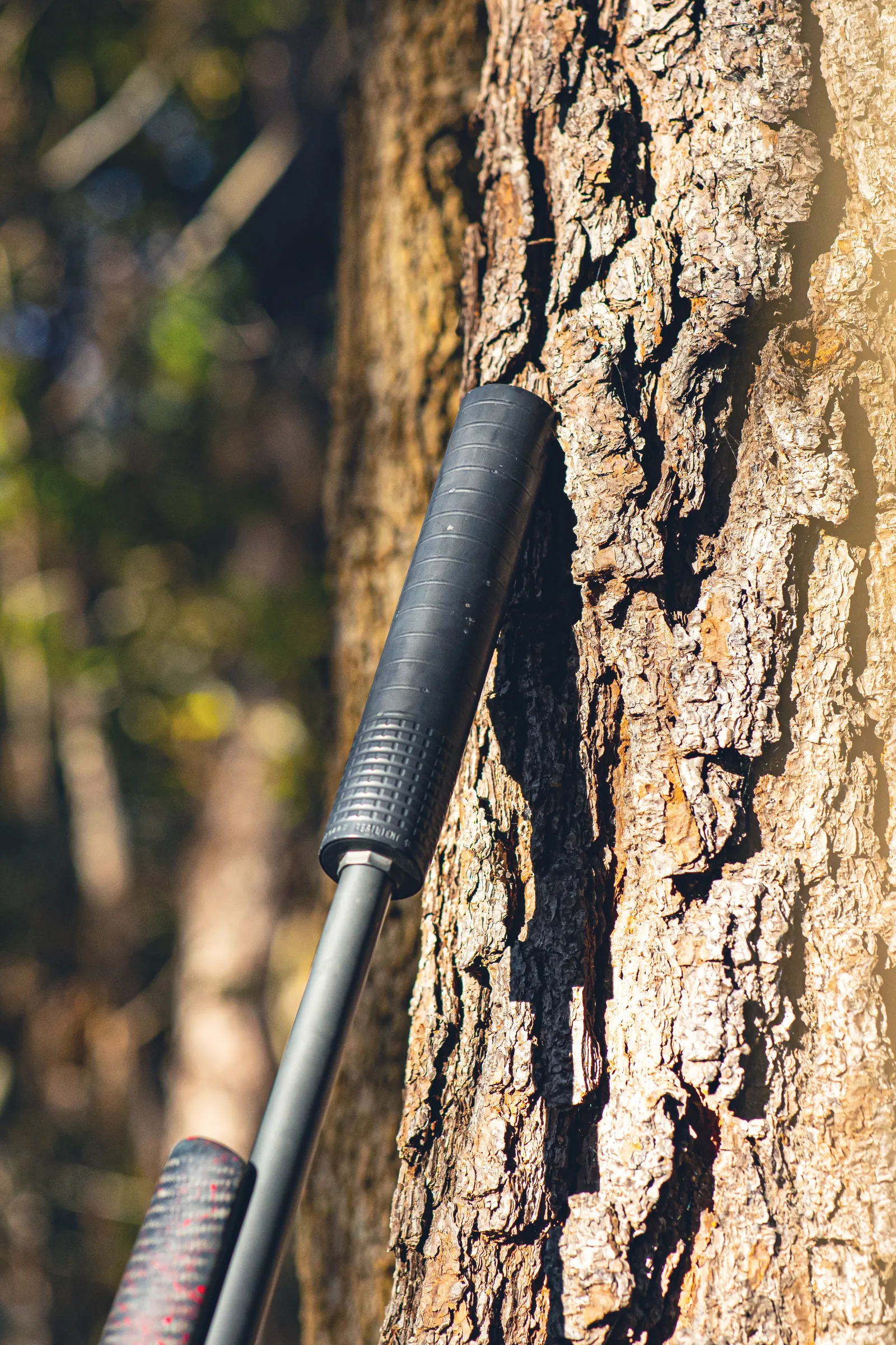 Suppressor on a rifle laid against golden pine bark